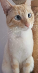 Krema