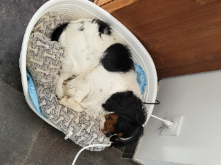 Photo de SIR LOKI DES 3 G