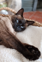 Pepito