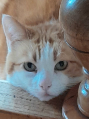 Mirabelle
