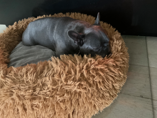 Markus