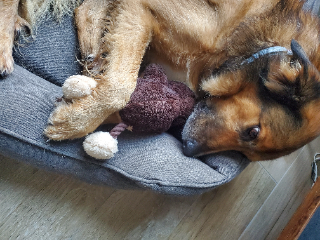 Gus