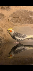 Choupi