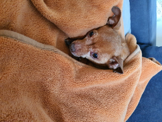 Toby
