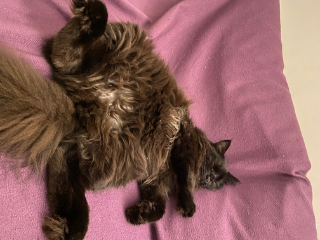 Photo de Biscuit