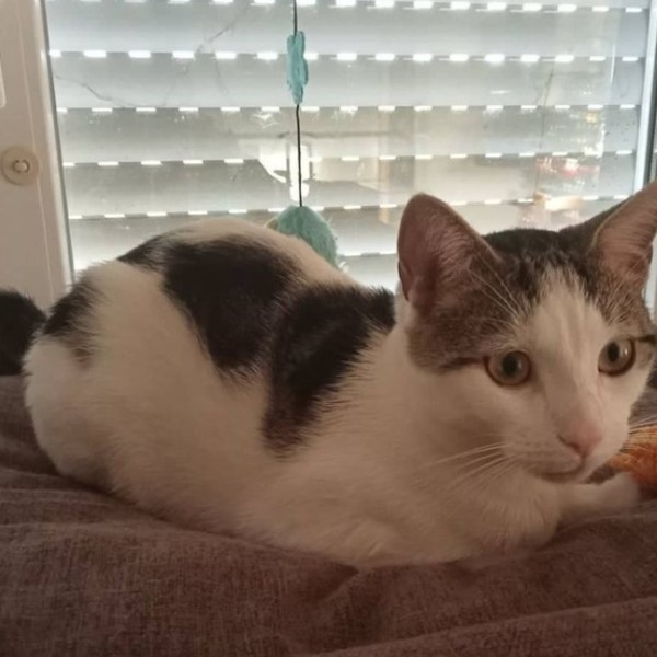 Photo de Lucky