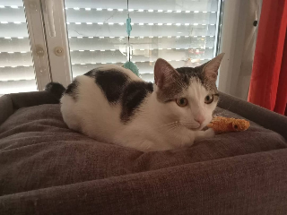 Photo de Lucky