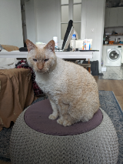 Milou