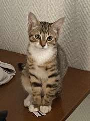 Marty