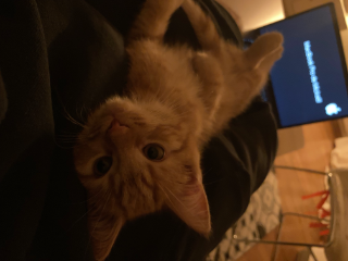 Kiko