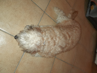 Photo de Ricola du Larivot