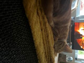 Photo de Marley