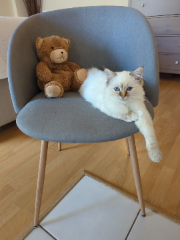 Photo de Ume (prune en japonais)