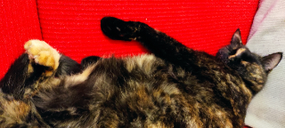 Praline