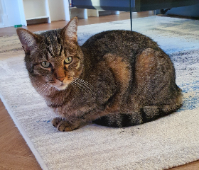 Tigrou