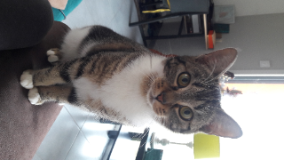 Sacha