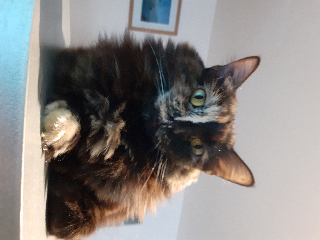 Mochi