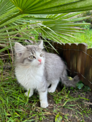 Uma