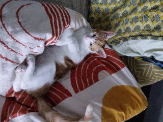Mochi