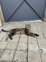Zohra