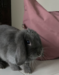 Ella