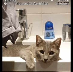 Pino