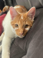 Wally