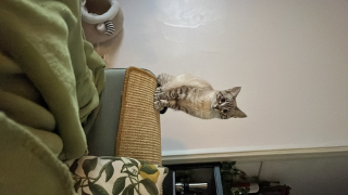 Léna