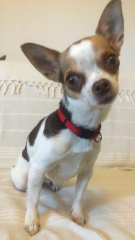 Jessie