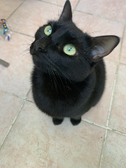 Nala