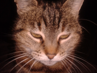 Mimine