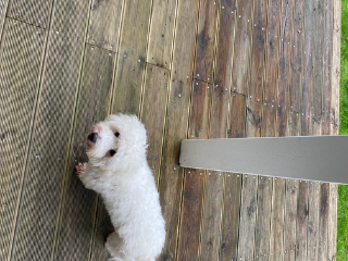 Tango