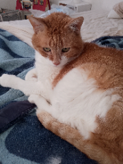 Photo de Rox ou Boubou