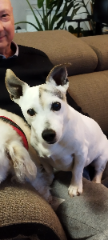 Chipie