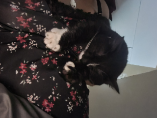 Dina