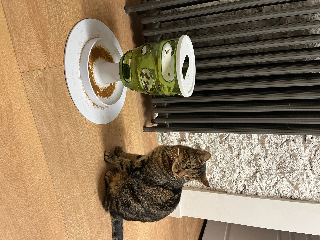 Photo de Serge le chat