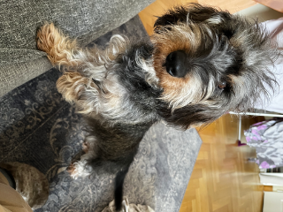 Phoebe