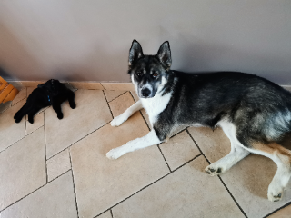 Photo de Balto