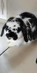 Fluffy