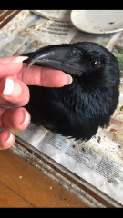 Merlin