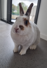 Photo de Pâquerette