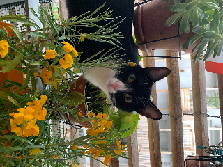 Popi