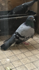 Oscar