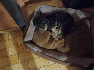 Millie