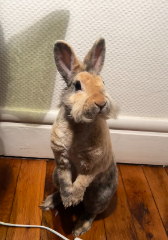 Ellie