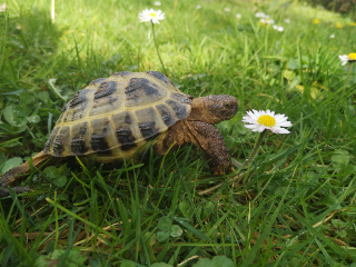 Oogway