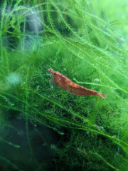 "Les crevettes"