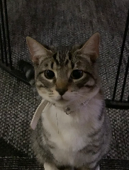 Simba