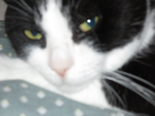 Toby