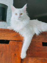 Ozzie